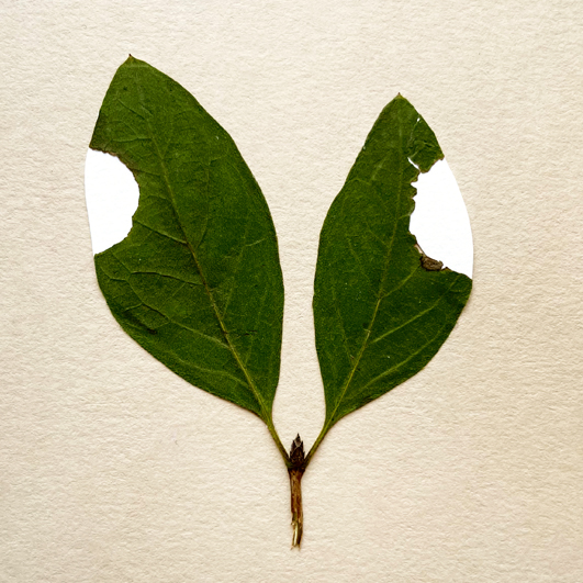 Naturens wabi sabi